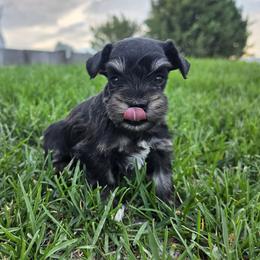 Piper Imported Champion Lines - Salt and pepper female Miniature Schnauzer puppy in Saratoga Springs, Utah from Happy Beard Schnauzers