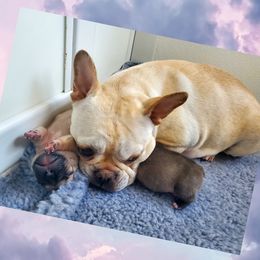 French Bulldogs from Gaeta Creek French Bulldogs