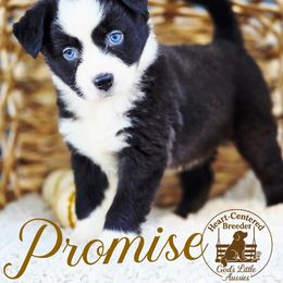 Promise - Black & white female Australian Shepherd puppy in Ennis, Texas from God’s Little Aussies