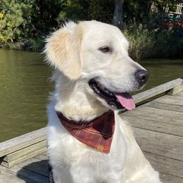 Allie - Golden Retriever