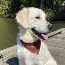 Allie - Golden Retriever