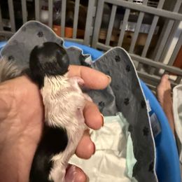 Boy 2 (squirt) - Parti male Miniature Schnauzer puppy in New Bern, North Carolina from DJS Delightful Miniature Schnauzers