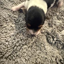 F2 - Parti female Yorkshire Terrier puppy in Madera, California from Rosann's Yorkshire Terriers