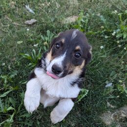 Boy 1 - Black and tan Pembroke Welsh Corgi puppy in Ione, Washington from Glen Clova Keep Corgis