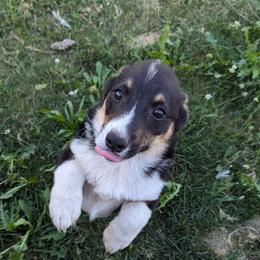 Boy 1 - Black and tan Pembroke Welsh Corgi puppy in Ione, Washington from Glen Clova Keep Corgis