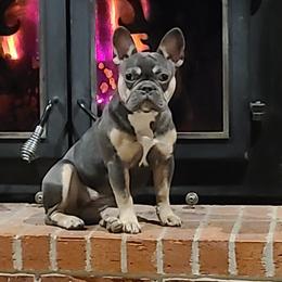 Nova - French Bulldog