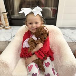 Tan Girl - Red  female Goldendoodle puppy in Alamance County, North Carolina from Doodle Squad Puppies