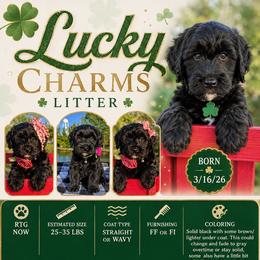 Quinn - Black female Whoodle puppy in Rising Sun, Indiana from Ruby Lane Doodles