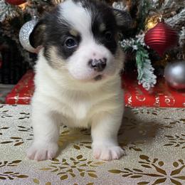 Girl 2 - Black and tan female Pembroke Welsh Corgi puppy in Rosharon, Texas from Morning Glory Corgis