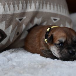 Snooze - Wheaten male Soft Coated Wheaten Terrier puppy in Kirksville, Missouri from BellSharps Australian Shepherds