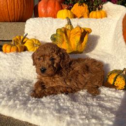 Maple-8507 - Apricot female Goldendoodle puppy in Wever, Iowa from JK Royal Lines