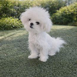 Winston - Maltese