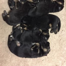 German Shepherd Puppies from Dawnhill