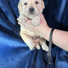 Labrador Retriever Puppies from Fleeher Labradors