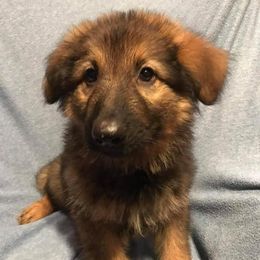 German Shepherds from Heart2Heart Kennels