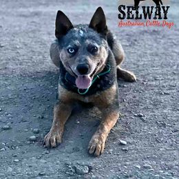 Dixie - Australian Cattle Dog