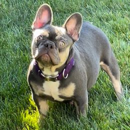 Bridgette - French Bulldog