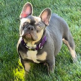 Bridgette - French Bulldog