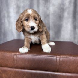 Pink collar female - Red  female Goldendoodle puppy in Piedmont, South Carolina from The Farm at Saluda Ridge