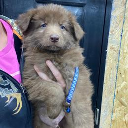 Blue collar - Liver male German Shepherd puppy in Pelham, North Carolina from P & P Shepherds