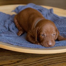 Vizsla Puppies from Wilkes Family Vizslas