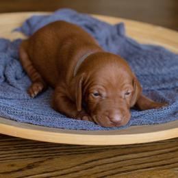 Vizsla Puppies from Wilkes Family Vizslas