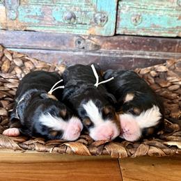 Pink collar - Black rust and white female Bernese Mountain Dog puppy in Altura, Minnesota from Bluffside Berners