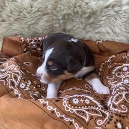 Puffin- White Collar - Red merle female Australian Shepherd puppy in Newport, Rhode Island from Wildlings Australian Shepherds