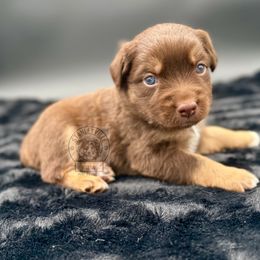 Boy 2 - Miniature Australian Shepherd puppy in Buchanan, Georgia from Stanleyville Farm Mini Aussies