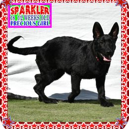 SPARKLER - Black female German Shepherd puppy in Murrieta, California from Diamond Oaks German Shepherds