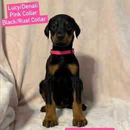 Pink Collar - Black and rust female Doberman Pinscher puppy in Lake City, Florida from Paintedcrazy Doberman Pinchers