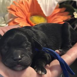 Cavapoo Puppies from Honey & Lemon Royalty