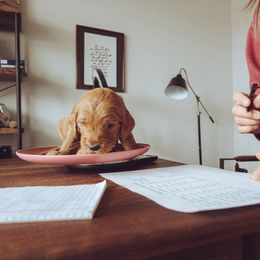 Goldendoodle Puppies from Abner Creek Doodles