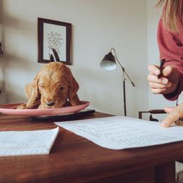 Goldendoodle Puppies from Abner Creek Doodles