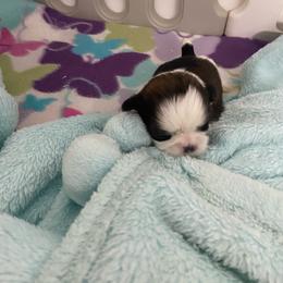 Shorty - Black gold and white male Shih Tzu puppy in Wyoming, Michigan from Shih Tzu Shenanigans