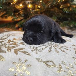 Purple Collar - Black female Labrador Retriever puppy in Yelm, Washington from Prince Labradors