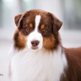 Teller - Australian Shepherd