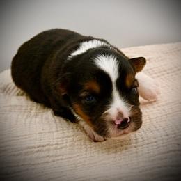 Deets - Black tri male Miniature American Shepherd puppy in Valley Springs, California from Raindance Ranch