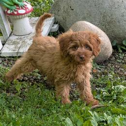 Daisy - Red female Cavapoo puppy in Coshocton, Ohio from Forever Family Puppies