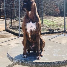 Layla - Boxer