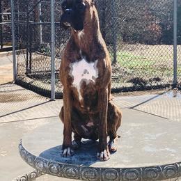 Layla - Boxer