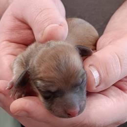 Shaded Cream Female - Cream female Dachshund puppy in Howell, Michigan from Em-Me's Royal 'n Loyal Dachshunds