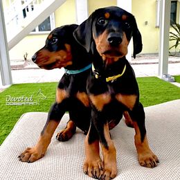 Doberman Pinscher Puppies from Devoted Doberman