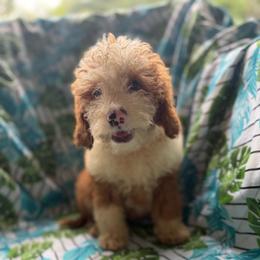 Patrick - Cream male Goldendoodle puppy in Willits, California from Big Island Goldendoodles