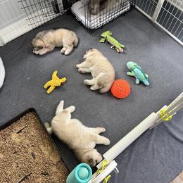 Alaskan Malamute Puppies from Alpenglow Alaskan Malamutes