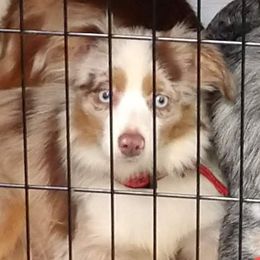 Cinder - Toy Australian Shepherd