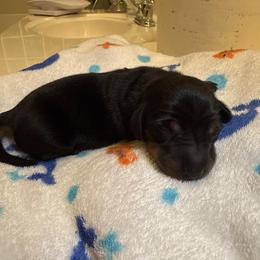 Uno - Black and tan male Dachshund puppy in Las Vegas, Nevada from Desert Dachshunds