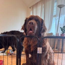 Daisy - Newfoundland
