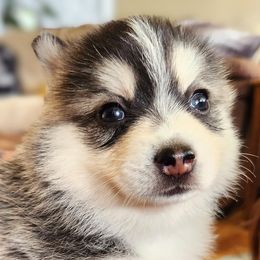 Spitfire - Gray and white female Pomsky puppy in Kennewick, Washington from Nebula Ranch Pomskies