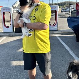 Newfoundland, Newfypoo, and Sheepadoodle Puppies from Sweet Creek Pups